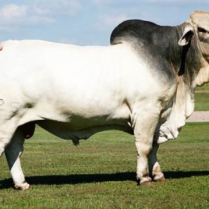 BRAHMAN CATTLE