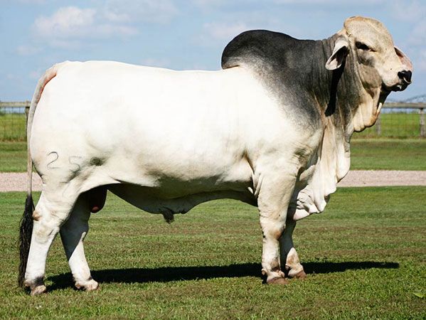 BRAHMAN CATTLE