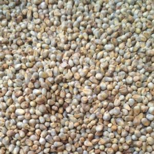 GREEN MILLET (ANIMAL FEED)