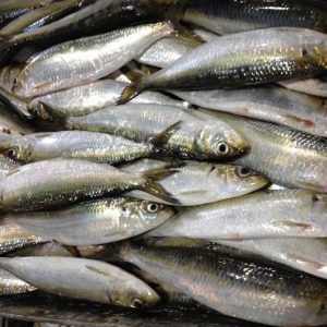 Frozen Sardin Fish