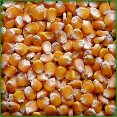 YELLOW MAIZE (ANIMAL FEED)