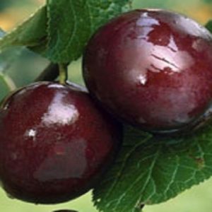 Extra Quality Santa Rosa Plums