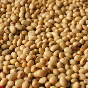 NON GMO DRIED CHEAP SOYBEANS