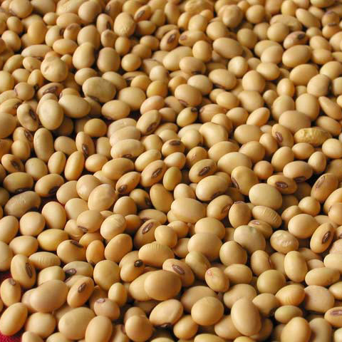 NON GMO DRIED CHEAP SOYBEANS