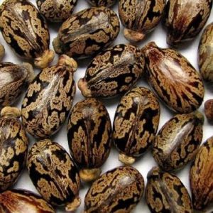 Castor seeds