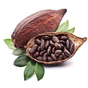 COCOA/ CACAO/ CHOCOLATE BEAN