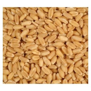 DURUM WHEAT