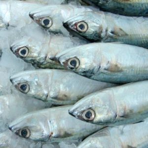 Frozen Mackerel Salmon Fish