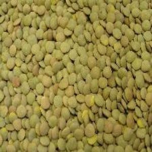 Green Lentil