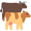 Cattle