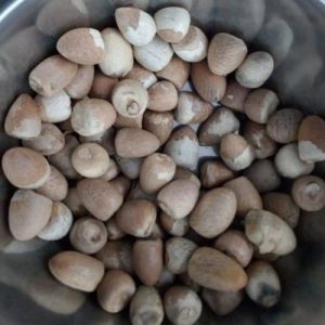 Natural Raw Dried Betel Nuts