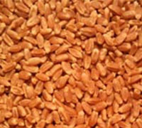 HARD RED WHEAT GRADE 2