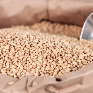 HARD RED WHEAT GRADE 3